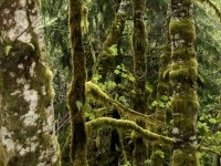 USA Westcoast 2010
